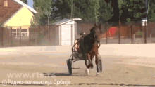 :jokic-horse: