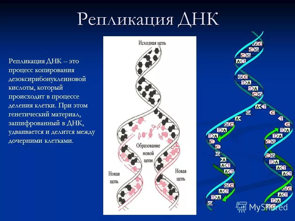 Наследственная информация в дочерних клетках