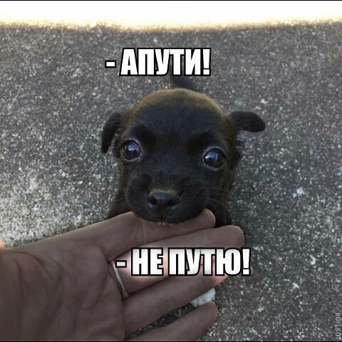 Пути не путю. Апути НЕПУТЮ. Апути Мем. Отпусти не путю.
