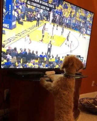 Подробнее о "Пёсику нравится смотреть баскетбол"