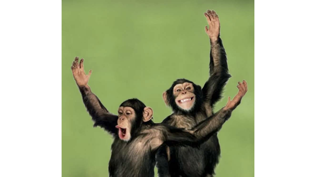 Танцующий шимпанзе. Смешные обезьяны. Обезьяна радуется. Радостная обезьяна. Мартышка смеется.