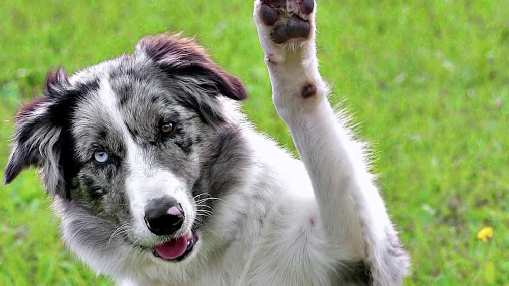 maxresdefault (1).jpg