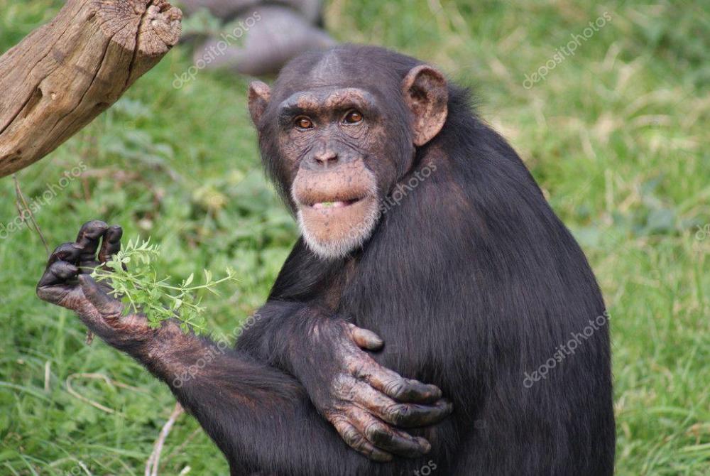 depositphotos_9032773-stock-photo-common-chimpanzee-pan-troglodytes.jpg
