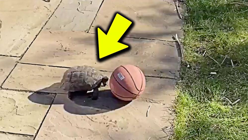 maxresdefault (24).jpg