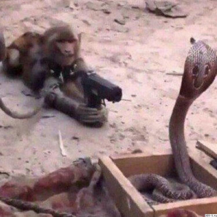 obezyana-celitsya-s-pistoleta-v-kobru_A0ugmeZieT.jpg