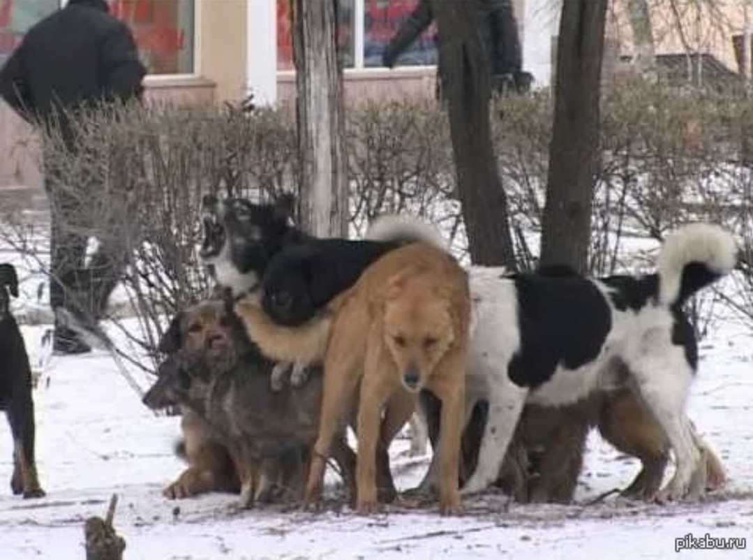 Собака после спаривания