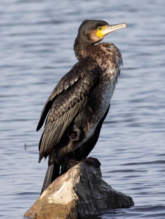Cormorant_(Phalacrocorax_carbo)_(17).jpg
