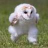 w1se_owl