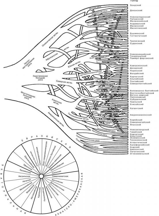 Расы человека.jpg