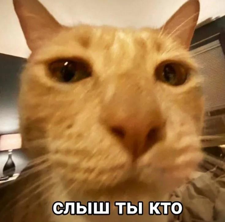 17782762317216985738973604219680.jpg.052a411c845ba2ebf07723e18295fe7a.jpg