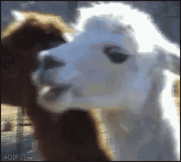 giphy(4).gif.d2928f4c06e72380cbc09c97e7b18a84.gif